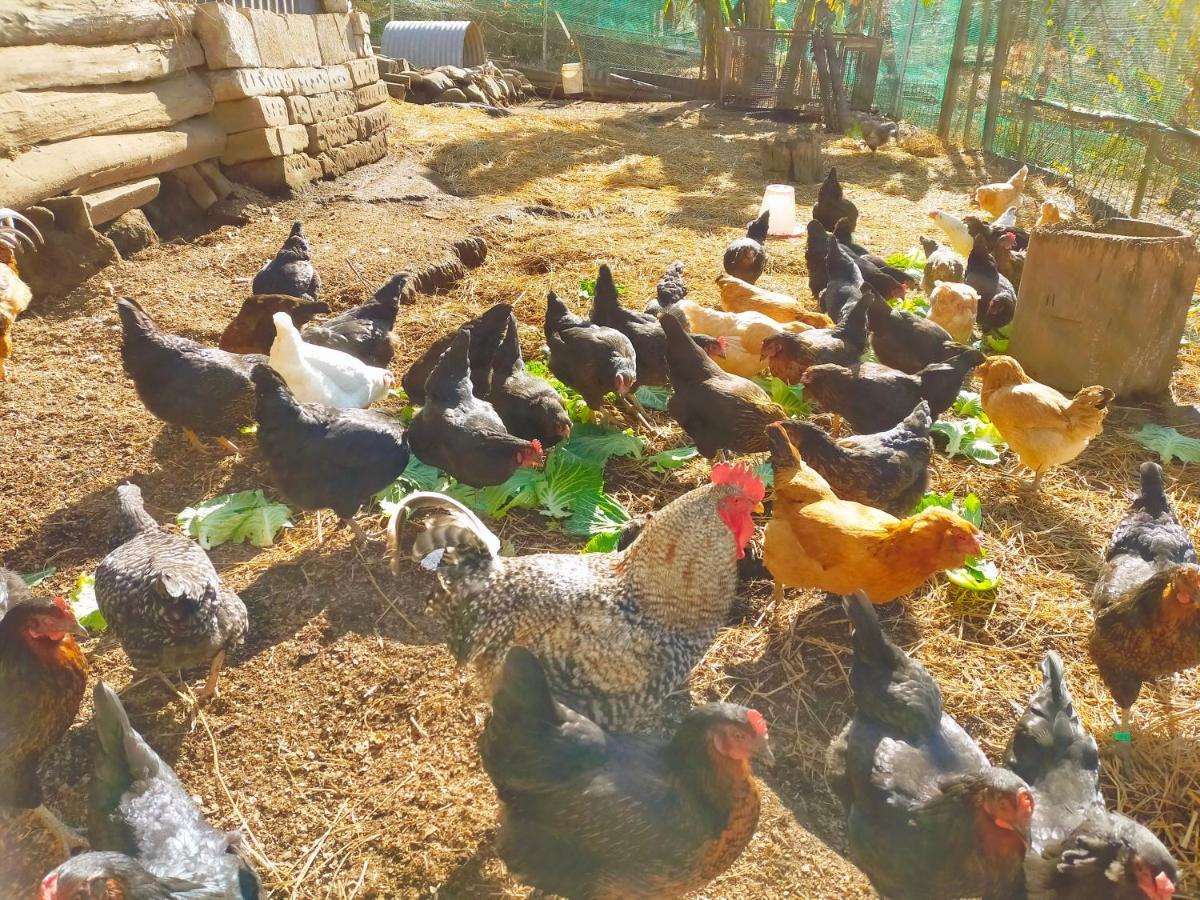 Yokomura Eco-Lodge 上野原市 エクステリア 写真